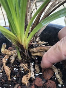 白鹤芋烂根腐烂怎么办？有没有有效的处理方法可以挽救