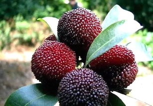 开放式庭院、 封闭阳台和水景周边的花卉选择