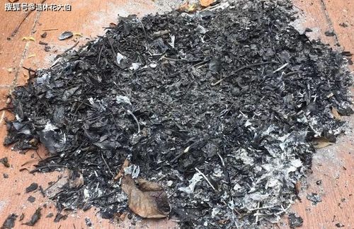 草木灰是一种富含钾、钙等矿物质的天然肥料