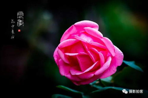 阿曼达路易丝月季， 花朵中的明星