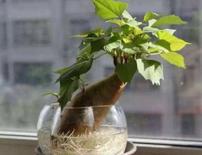 大花盆里的蔬菜花园， 既美又实用