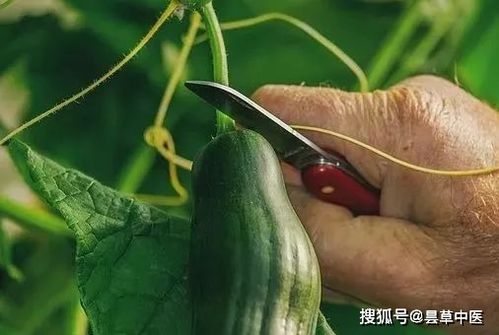 黄瓜花与农药残留的奥秘