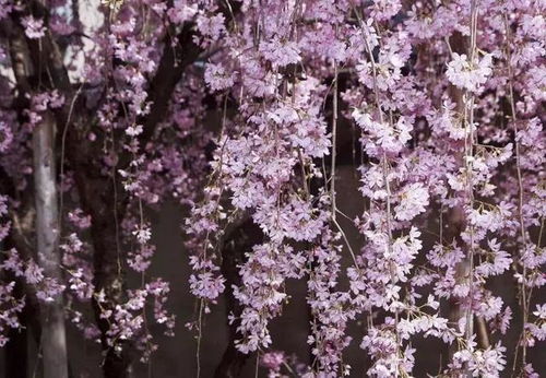 垂枝樱花：如丝如线， 优雅动人