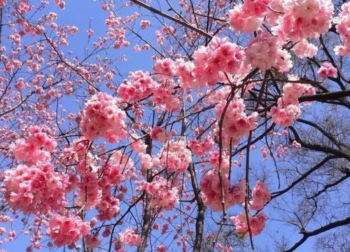 日本晚樱非裸子植物，乔木灌木皆美！