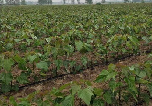 冷水破眠，提升萌芽整齐度