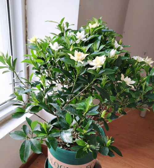 土壤要保持酸性