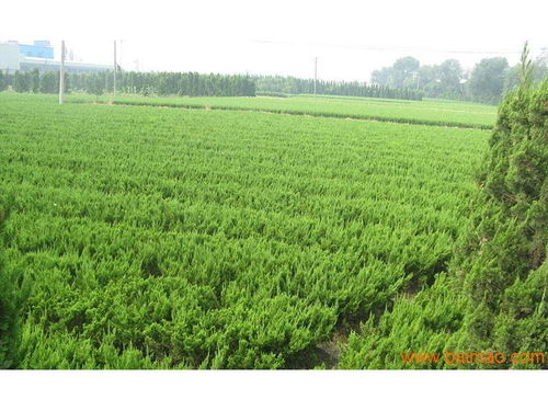 宁夏苗木公司的实力展示