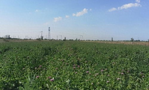 天津盐碱地变宝地：种植什么药材产量高，年省3万成本？