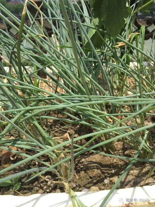 香草种植入门：香草图片+生长环境
