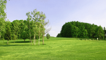 冷季型草种：草地绿意盎然的守护者