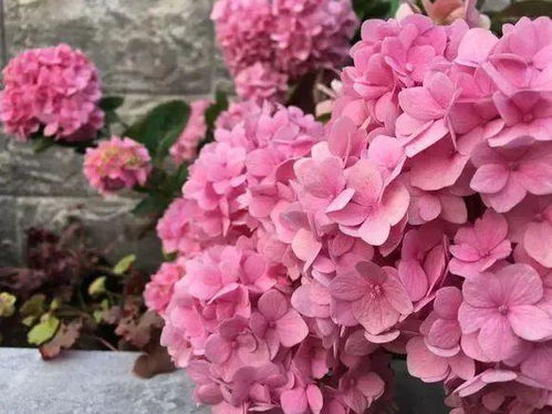 绣球花的繁殖方法