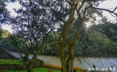 大棚种植的优势与注意事项