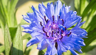 露薇花，花色多样