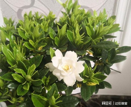 栀子花怎么养？教你几招养出茂盛栀子花