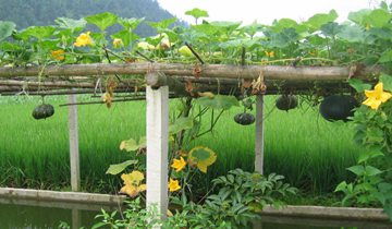 如何根据凌霄花的栽培技术要点进行科学养殖