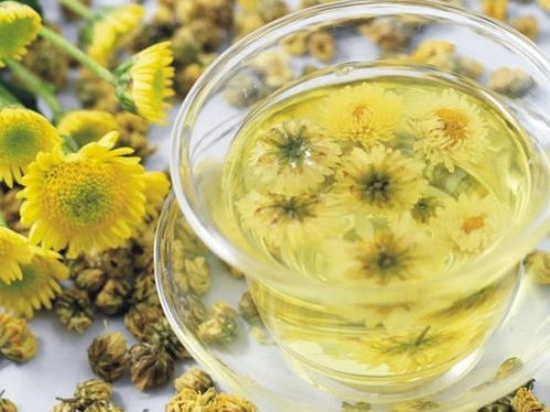 菊花茶哪种最好？如何挑选优质菊花茶