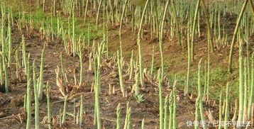 雪松种子采摘后晒几天？阴干和暴晒哪种方式梗适合？