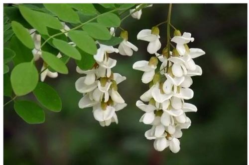 槐花之香，唤起乡愁