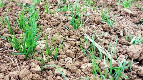 刺五加播种苗床上的除草大作战