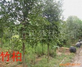 竹柏树造型， 美得像画儿一样