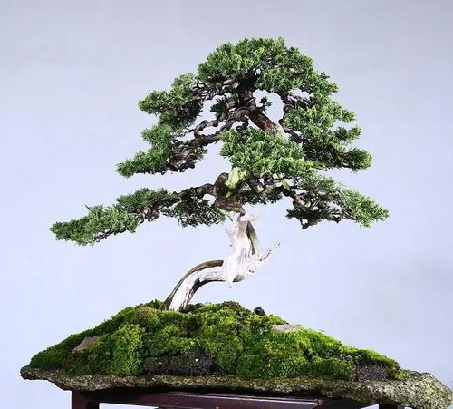 玉树养大盆更佳，大盆促生长！