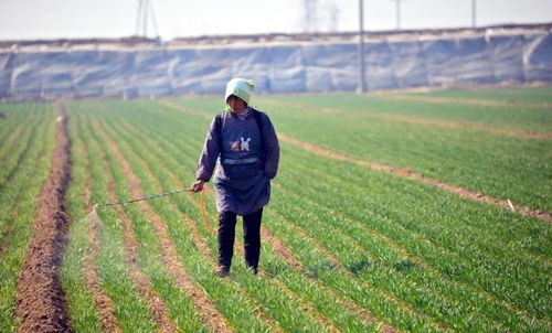 种小麦前打草甘膦，行不行？