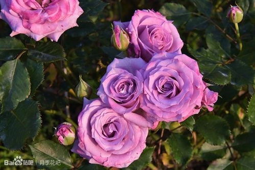 培育历史：2006年， 日本京成月季园