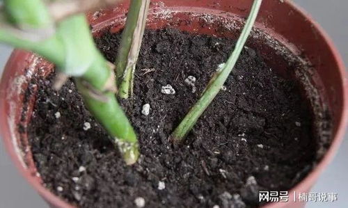 魔芋种植秘诀：高产量不烂，轻松打造爆款！