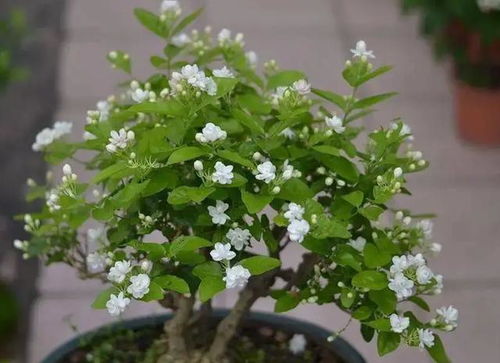 多年生植物， 耐心等待惊喜