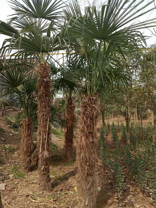 西安花卉市场探秘：苗圃基地哪家口碑Zui好？