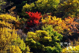 米亚罗风景区最佳时间是什么时候？揭秘秋季赏红叶的最佳时机