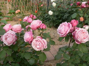 月季根癌病防治，咱们的种植心得