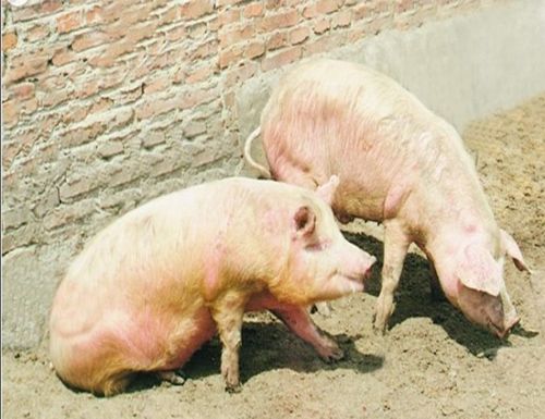 打了口蹄疫苗后发病，没加强免疫是问题所在吗？