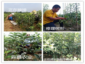 现代技术助力， 传统晾晒渐失优势