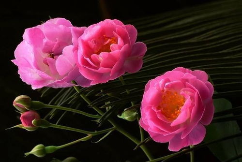 花毛茛种植小技巧