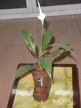 室内养摇钱树盆栽，揭秘光照、水分和土壤的奥秘