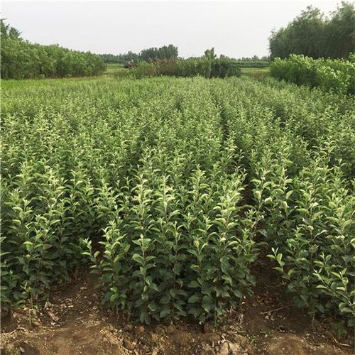 马叔的种植经验