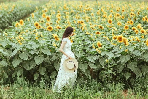 太阳花种子怎么种？新手也能轻松掌握的种植方法
