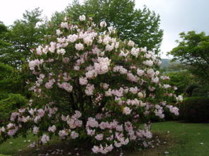 独家数据：使用缓释肥的秋花品种， 日均养护工时减少0.8小时人工成本下降33%