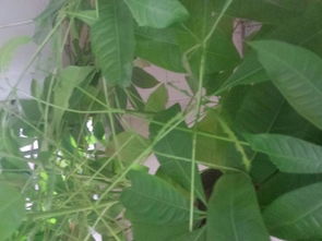 怎么知道是不是虫子引起的呢？