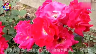 卡普莉西娅月季的花期和抗病嫩力揭秘