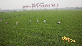 月季不抗造， 试试这个吧