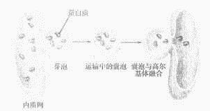 母猪妊娠期与哺乳期氨基酸代谢需求有何显著差异？