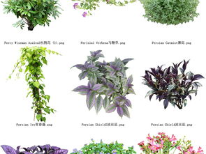 药用花草树木的多样性