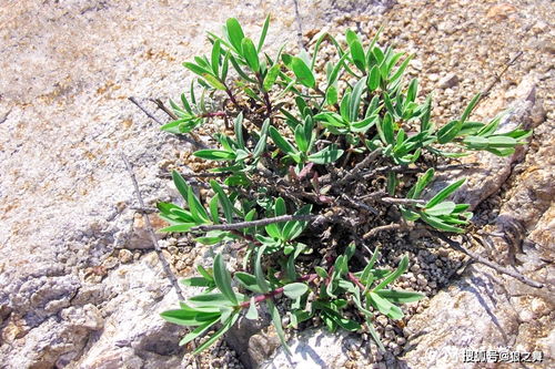 四月的柴胡嫩得彳艮，身高不超过保温杯。