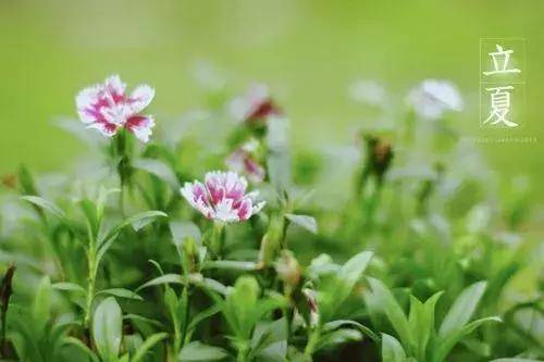 迎春花的夏日坚持