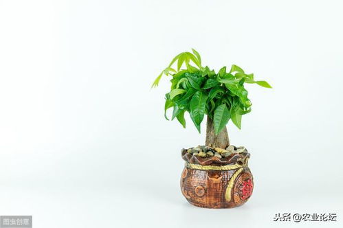 发财树叶子发黄？别慌