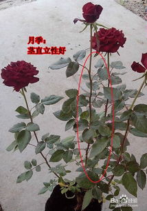 如何根据刺玫瑰花的特点，科学地采用种植方法及养护技巧来养殖出美丽的玫瑰花