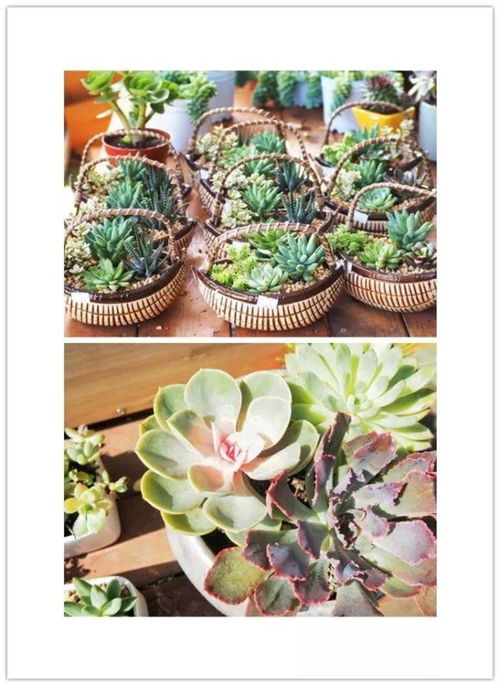 东部花卉世界：花海中的异国风情