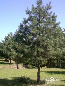 松树篇：一亩地嫩种多少棵松树那个？